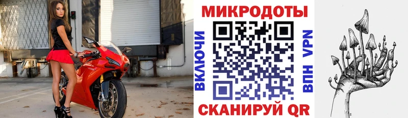 Псилоцибиновые грибы Psilocybe Калининец